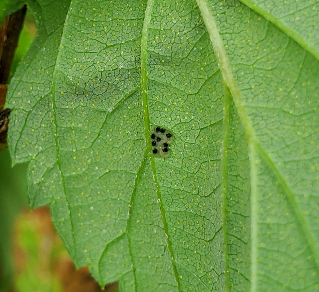 Little black eggs on a leaf.